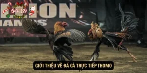 Daga thomo là gì?