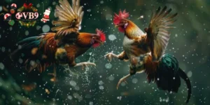 Đôi nét về đá gà thomo trực tiếp ngày hôm nay