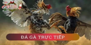 Giới thiệu về đá gà trực tiếp casino là gì?