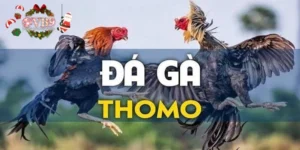 Những ưu điểm khi xem Thomo trực tiếp tại VB9